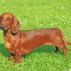 dachshund Dog diamond painting