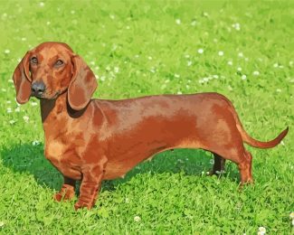 dachshund Dog diamond painting