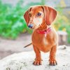 dachshund Puppy Dog diamond painting