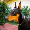 Doberman Pinscher Dog Breed diamond paintings