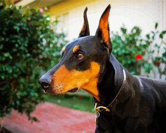 Doberman Pinscher Dog Breed diamond paintings