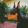 Doberman Pinscher Dog Breed diamond painting