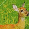 Doe Closeup diamond painting