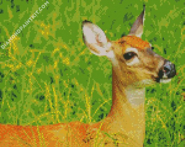 Doe Closeup diamond painting