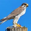 falcon bird diamond paintings