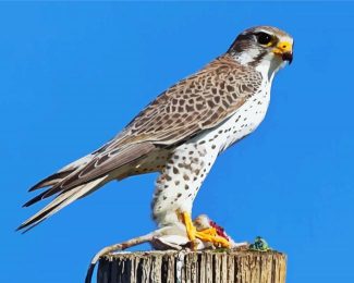 falcon bird diamond paintings