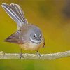 fantail bird diamond painting