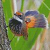 fantail bird animal diamond paintings