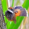 fantail bird animal diamond painting