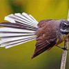 fantail bird diamond painting