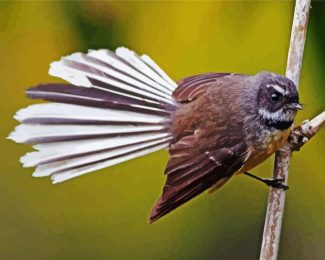 fantail bird diamond painting