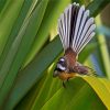 fantail diamond painting