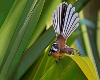 fantail diamond painting