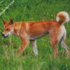 fraser island dingo diamond paintings