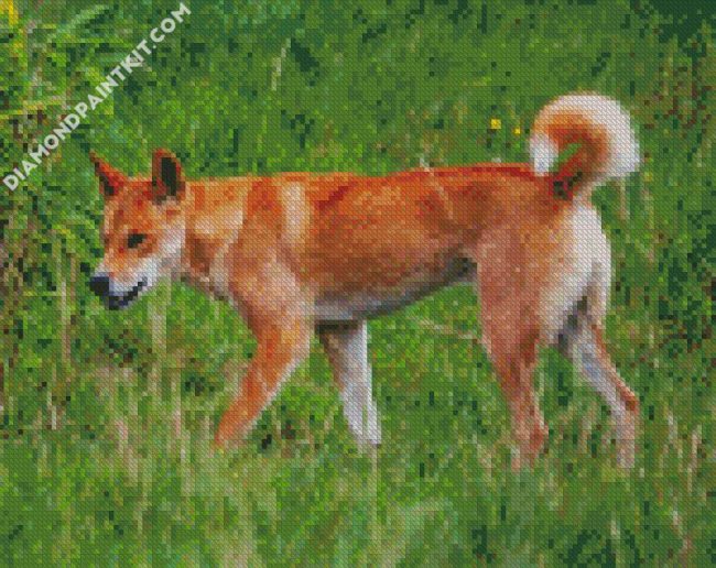 fraser island dingo diamond paintings