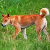 fraser island dingo diamond painting