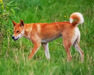 fraser island dingo diamond painting