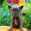 Frenchie Puppy diamond painting