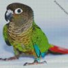 Green Cheek Conure Bird diamond painting