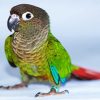 Green Cheek Conure Bird diamond painting