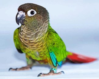 Green Cheek Conure Bird diamond painting