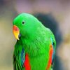 green eclectus parrot diamond painting