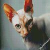 Green Eyed Sphynx Cat diamond painting