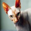 Green Eyed Sphynx Cat diamond painting