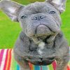 Grey Frenchie Bulldog diamond painting