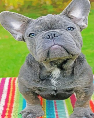 Grey Frenchie Bulldog diamond painting