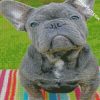 Grey Frenchie Bulldog diamond painting