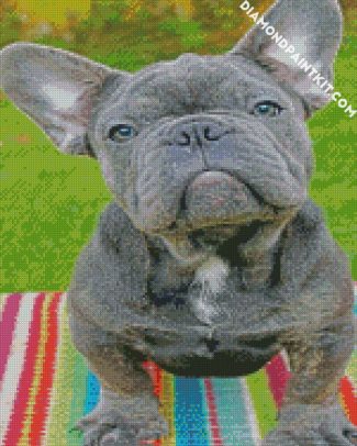 Grey Frenchie Bulldog diamond painting