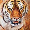 Mad Tiger diamond painting