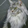 Majestic Maine Coon Cat diamond painting