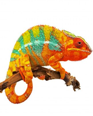 Orange Chameleon diamond painting