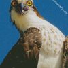 osprey Bird diamond paintings