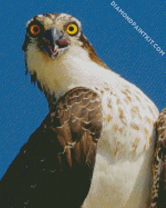 osprey Bird diamond paintings