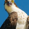 osprey Bird diamond painting