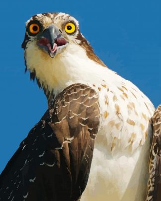 osprey Bird diamond painting