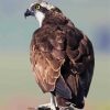 osprey Eagle Bird diamond painting