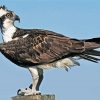 osprey Eagle diamond painting