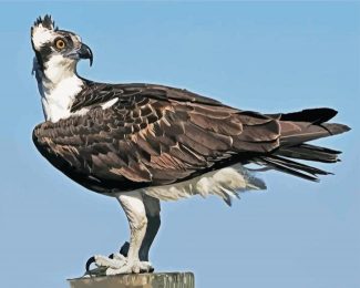 osprey Eagle diamond painting