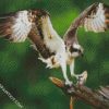 osprey diamond paintings