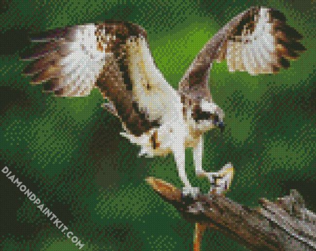 osprey diamond paintings