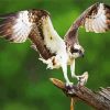 osprey diamond painting