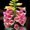 Pink Foxglove Diamond paintings