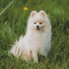 Pomeranian Puppy diamond painting