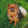 Pomeranian Dog diamond painting