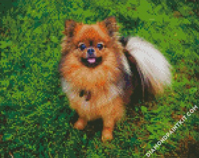 Pomeranian Dog diamond painting