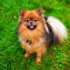 Pomeranian Dog diamond painting